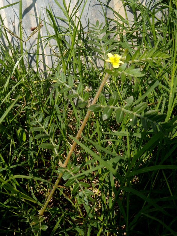 Tribulus terrestris